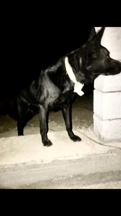 Собака для случки, вязки