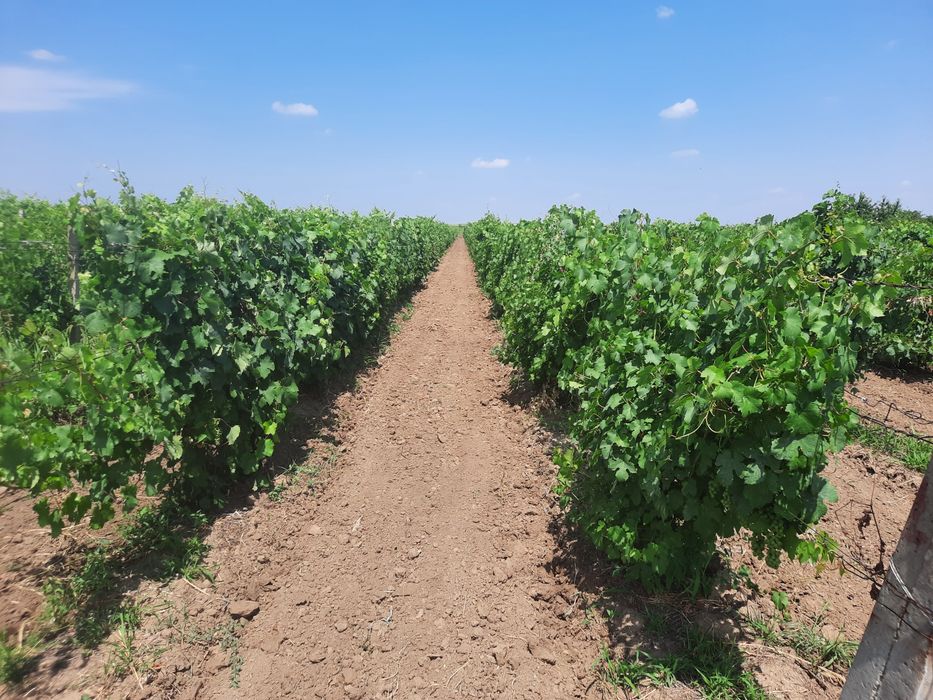 Vand struguri de vin  2 lei