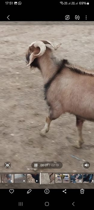 Парода ешкілер сатылады