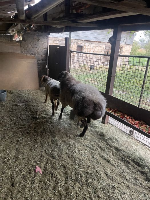 Гисар кошкары сатылады