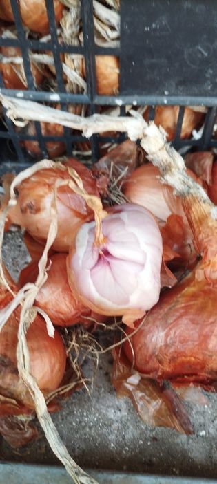 Vând hașme sau ceapa esalota