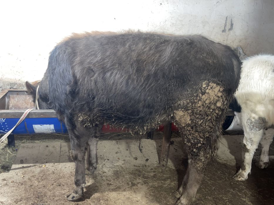 Өгіз бұқа еркек бұзау