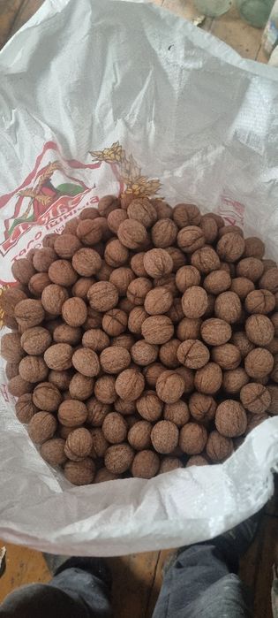 Сатылады грецкие орехи