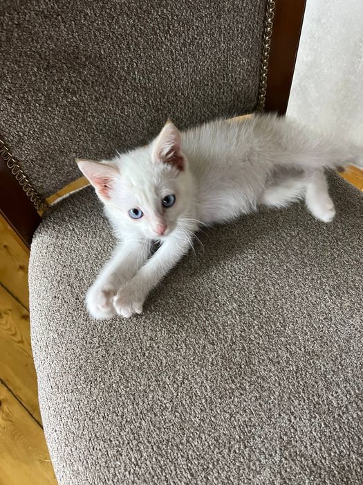 Отдаётся сладкий котёночек