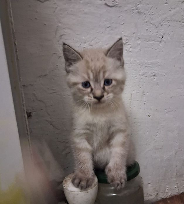 Отдам котят в хорошие руки!