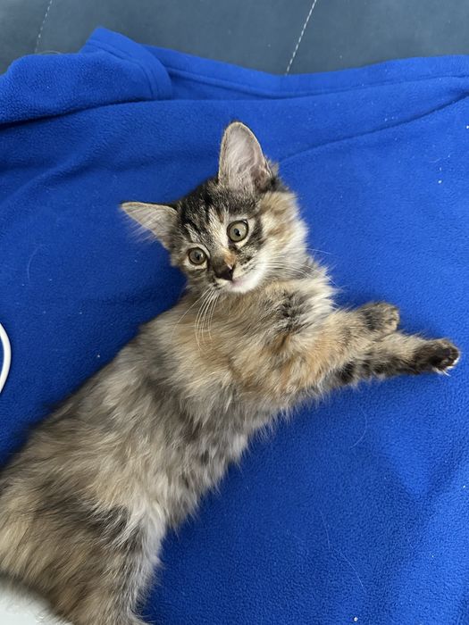 Отдам котят в хорошие руки