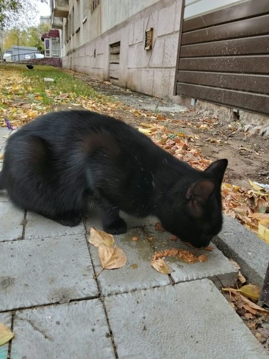 КОТЕНОК ищет дом