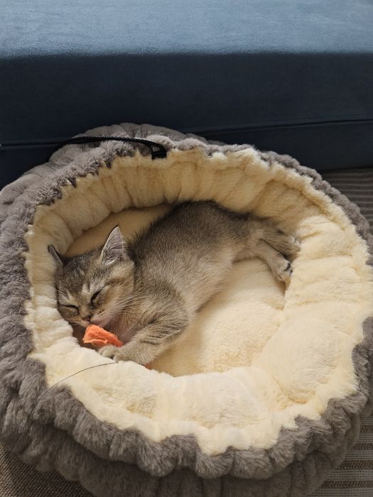 Продам котёнка золотой шиншила