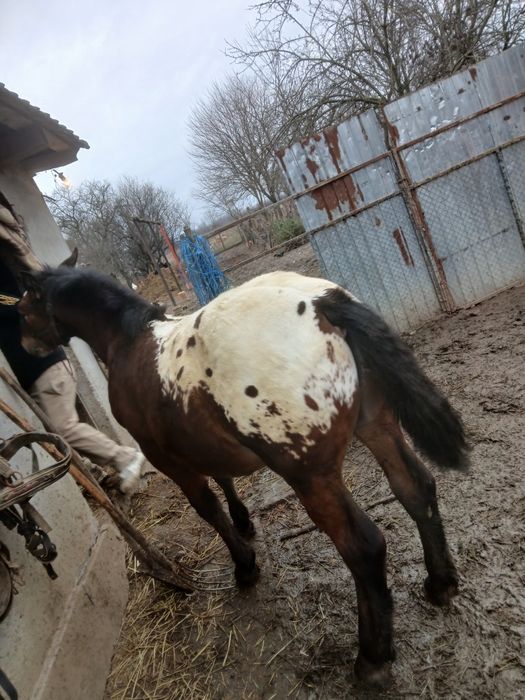 Manz devanzare harmasar 6 luni