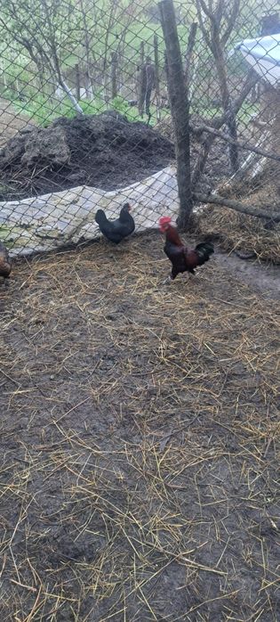 Vind perechi gaini piticesti