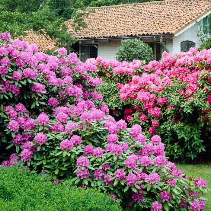 Rhododendron (Bujor ,Azalee ,trandafir de munte )