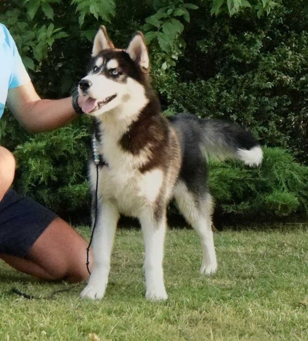 Pui Husky Siberian, părinți multipli campioni!