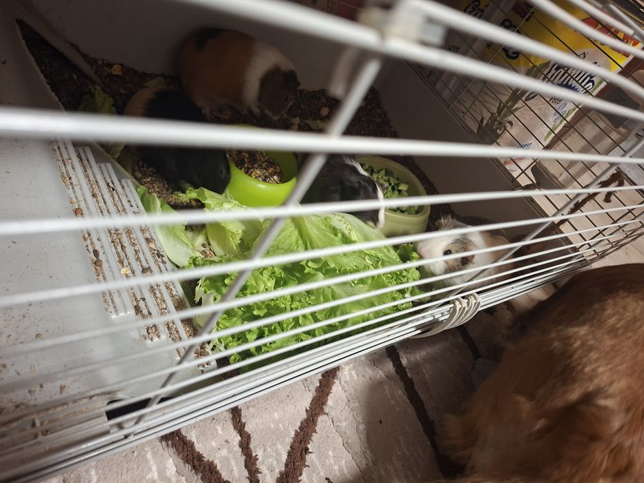 Малки морски свинчета