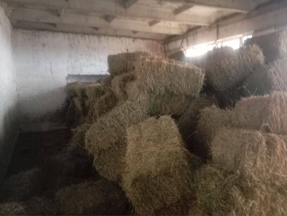 Беда тез ва арзон сотилади