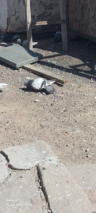 Голуби бабочки недорого.