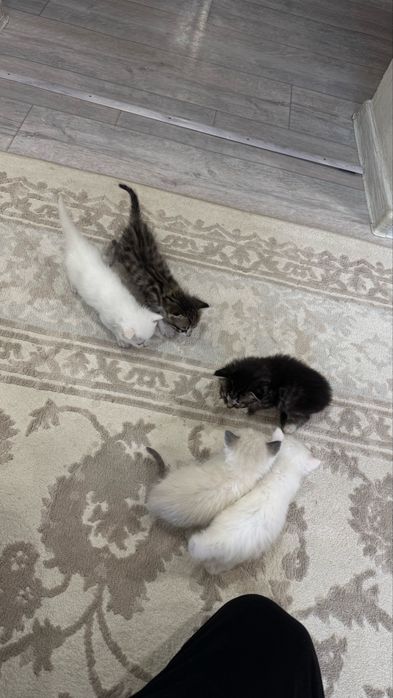 Котята в добрые руки