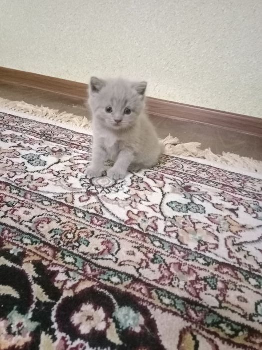 Котенок скотиш фолд