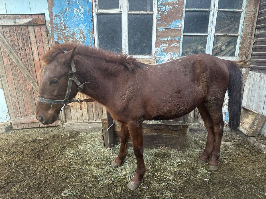 Семіз полтарашка.