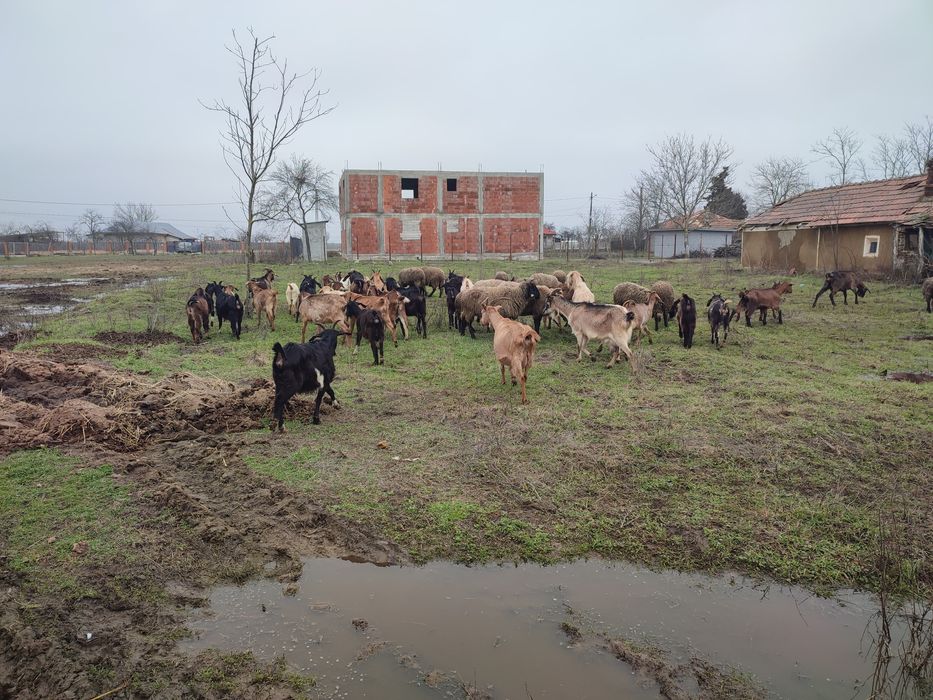 Vând capre și oi  in jur de 60.