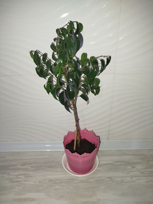 Fikus Benjamin varigatniy