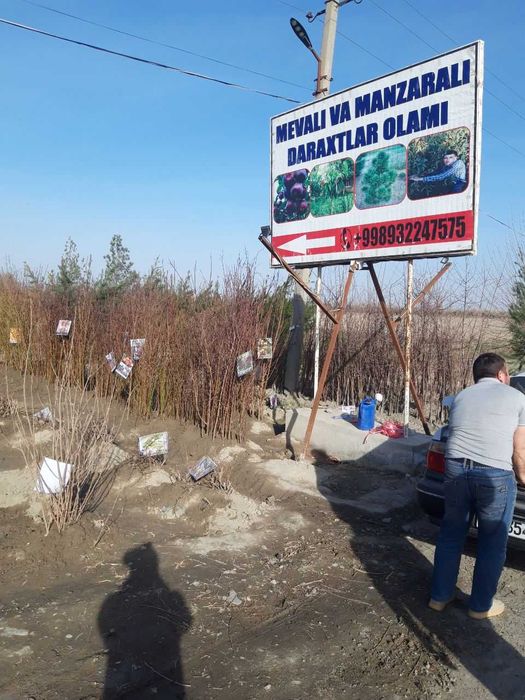 Mevali daraxt kochatlari