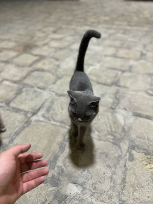 Blue, British Shorthair