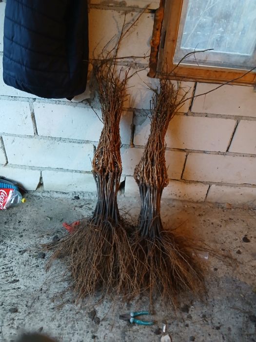 Producator si vand butasi vita de vie