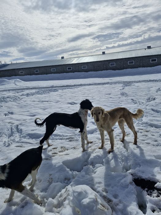 Тазы сатылады 1 жаста