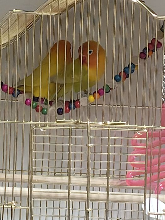 Продаются попугайчики неразлучники!