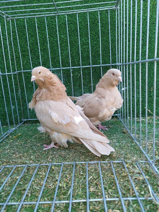 Porumbei rotati albi cu coada neagra,pescarusi chinezi,simi,standard