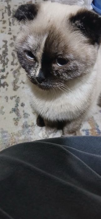 Мушук скотиш фолд