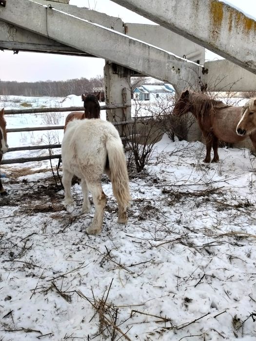 Екі тай сатам ұрғашы и еркек