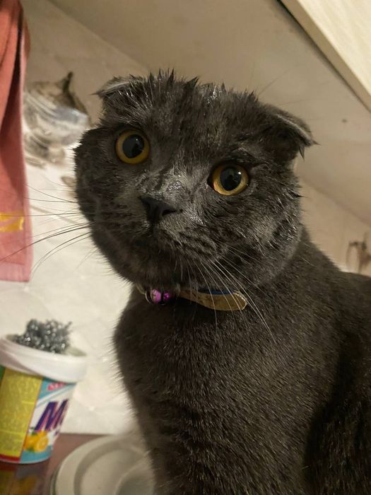 Mushuk Scottish Fold