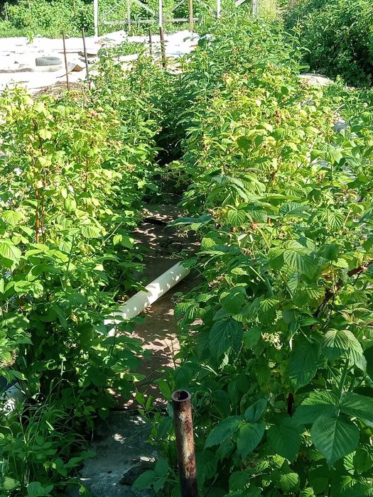 Продам дачу (6,6 соток)