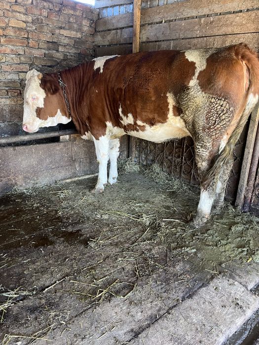 Junică gestantă de vanzare