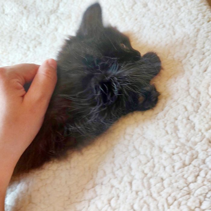 Милые котята ищут дом.