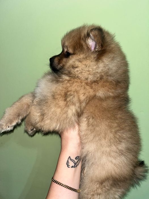 Померан момченце