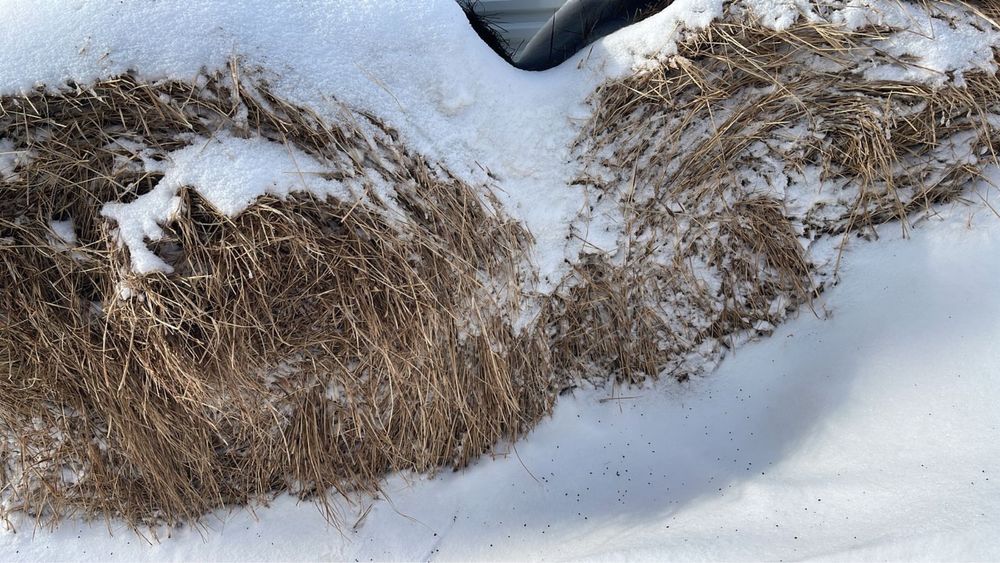 Продам луговое сено