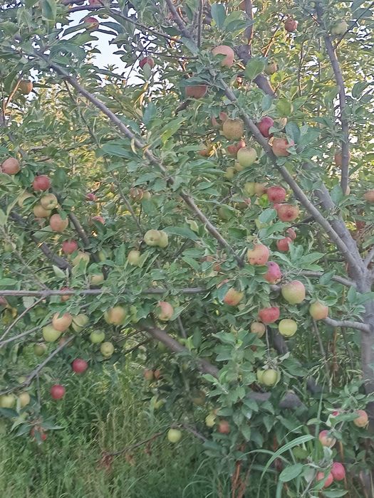 Олма сочный сувлик кузгача янада кизаради