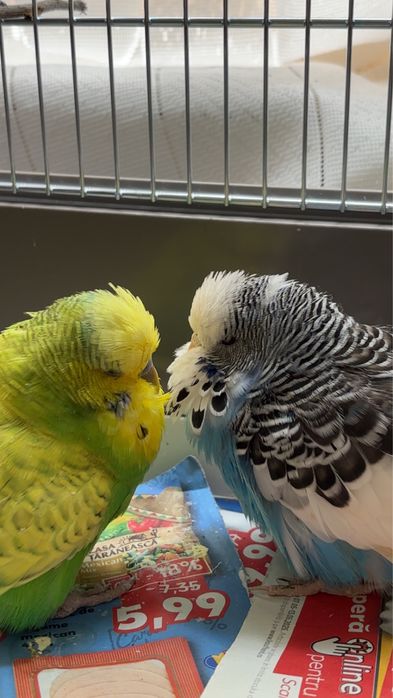 Peruși standard cu colivie