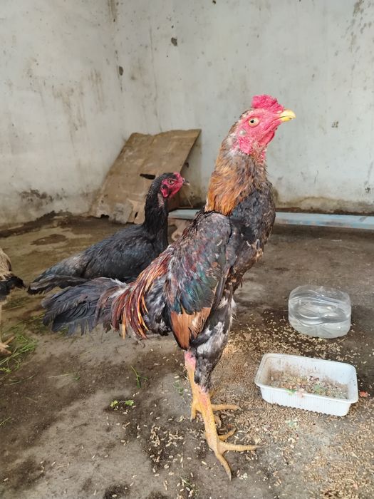 Dakan xo'roz sotiladi