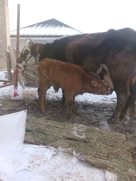 Сауын сирлар сатлады 3 бас