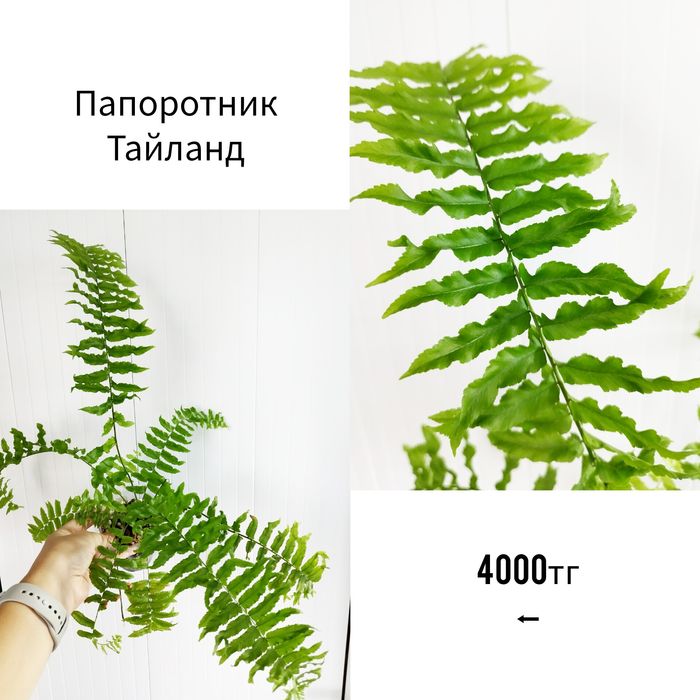 Комнатные адаптированные растения