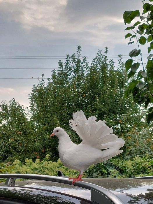 Продавам гълаби финарлий, бели само ,млади.