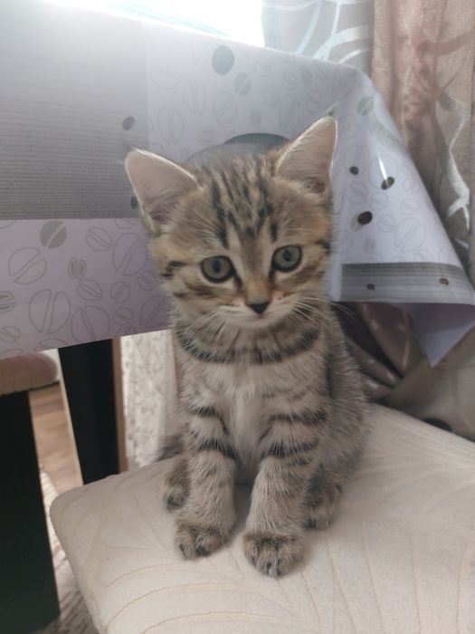Отдам котенка.Девочка
