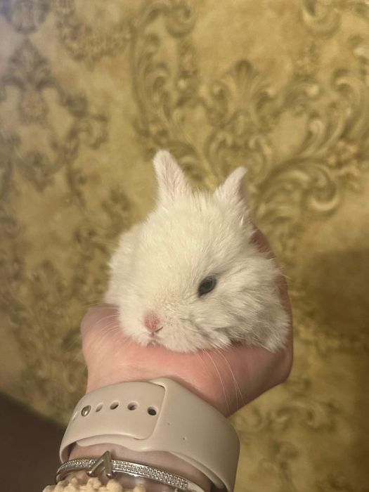 Декоративные кролики