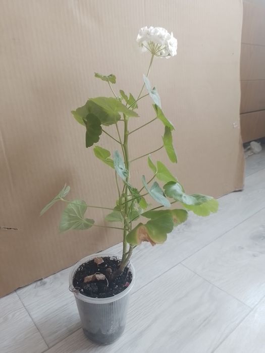 Продаю Герань красивую