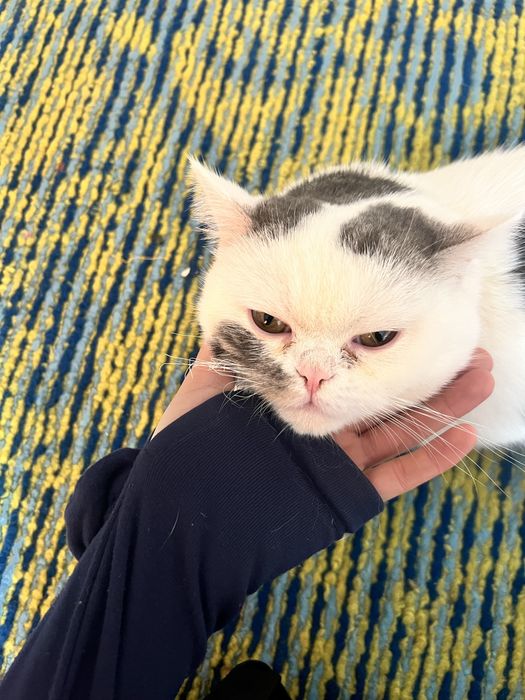 1 yarim yoshda skottish fold mushuki òğil bola