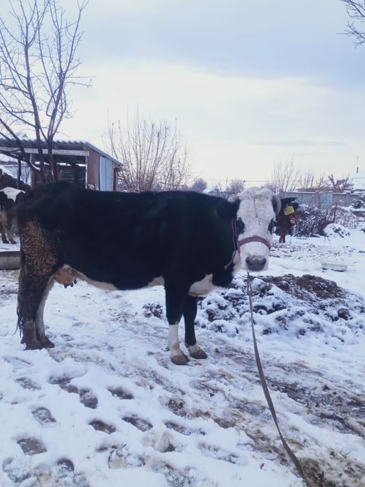 Буаз сиыр сатылады .