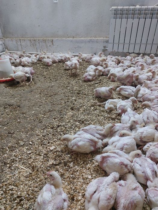 byKeskin бройлер балапандары сатылады. 19күндік.